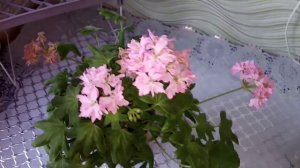 Как вырастить Пеларгонию? Мой опыт.