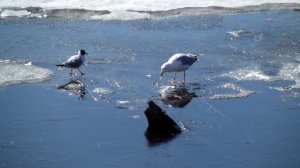 Серебристая чайка ест рыбу