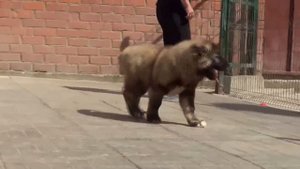 Щенки кавказской овчарки 3 месяца. www.r-risk.ru +7 9262205603 Татьяна Ягодкина