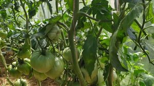 Обзор сорта томата - Канары, урожай 2020