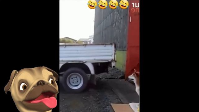 🤣Смешные Животные - Я Ржал целый ЧАС😸Смешные Кошки Приколы с Кошками и собаками #6 Funny cats vide смотреть онлайн