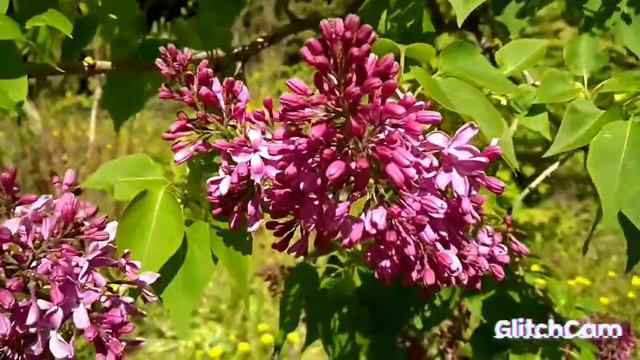 Pink Syringa Flowers 🌺🌺🌺 Pink Розовая сирень