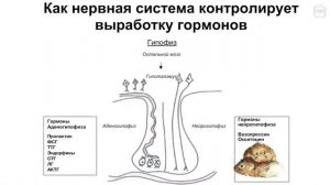 Биология поведения человека： Лекция #12. Эндокринология [Роберт Сапольски, 2010. Стэнфорд] [otRBhFiT