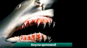 Самые страшные животные в мире!