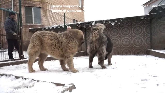 Щенки подростки кавказская овчарка, продажа. www.r-risk.ru +79262205603 Татьяна Ягодкина смотреть онлайн