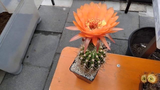 Коллекция кактусов.Цветение редкого эхинопсиса гибридного,хамацереус"Паулина",эхиноцереус.