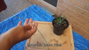 แยกหน่อและตัดดอกฮาโวเทียม้าลาย  Zebra Haworthia propagation by dividing. (Eng sub)