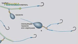 Монтаж на сазана карп и карася.