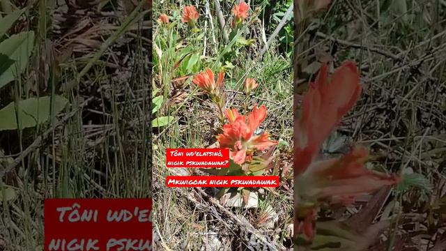 Indian Paintbrush Castilleja. Which color? Abenaki Language #abenaki #castilleja #indianpaintbrush