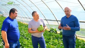 Опыт выращивания белокочанной капусты Алина F1 в 2021 году