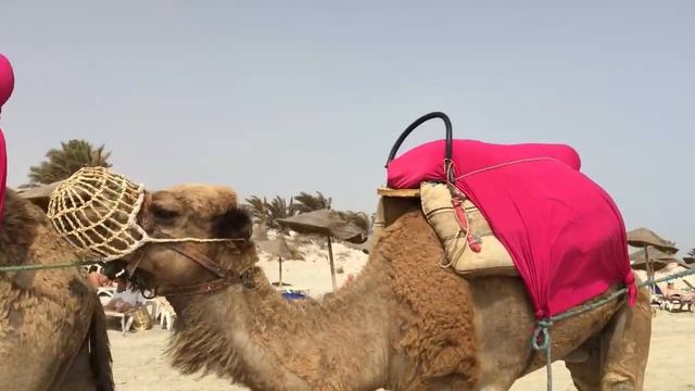 Очень красивый пляж на острове Джерба в Тунисе. смотреть онлайн