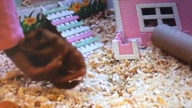 Семь причин почему хомяк кусается смотреть онлайн