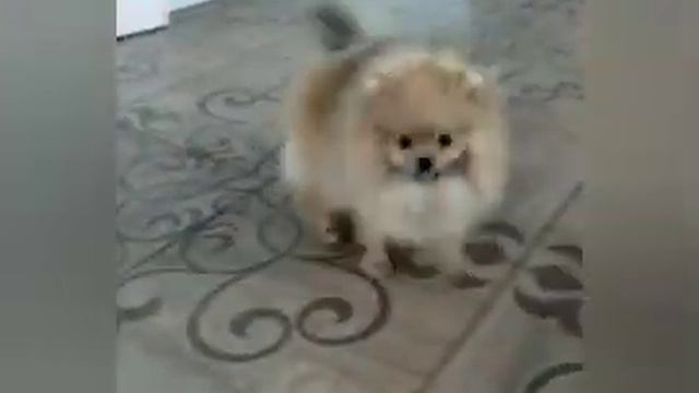 Шпиц, карликовый померанец в продаже.89261148915 смотреть онлайн