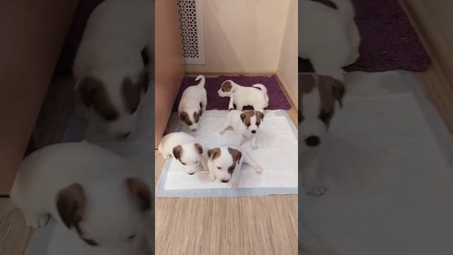 Щенки Джек Рассел терьер 1 месяц смотреть онлайн