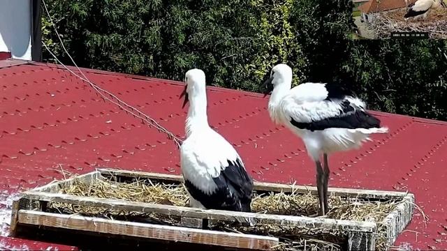 Немного юмора от Брестского аиста смотреть онлайн