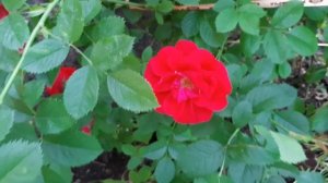 Роза ФЛАМЕНТАНЦ , первый год цветения , тысячелистники , колокольчики.