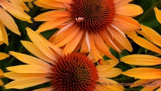 Эхинацея пурпурная Ориндж Пэшн (orange Passion) ? обзор: как сажать, саженцы эхинацеи Ориндж Пэшн