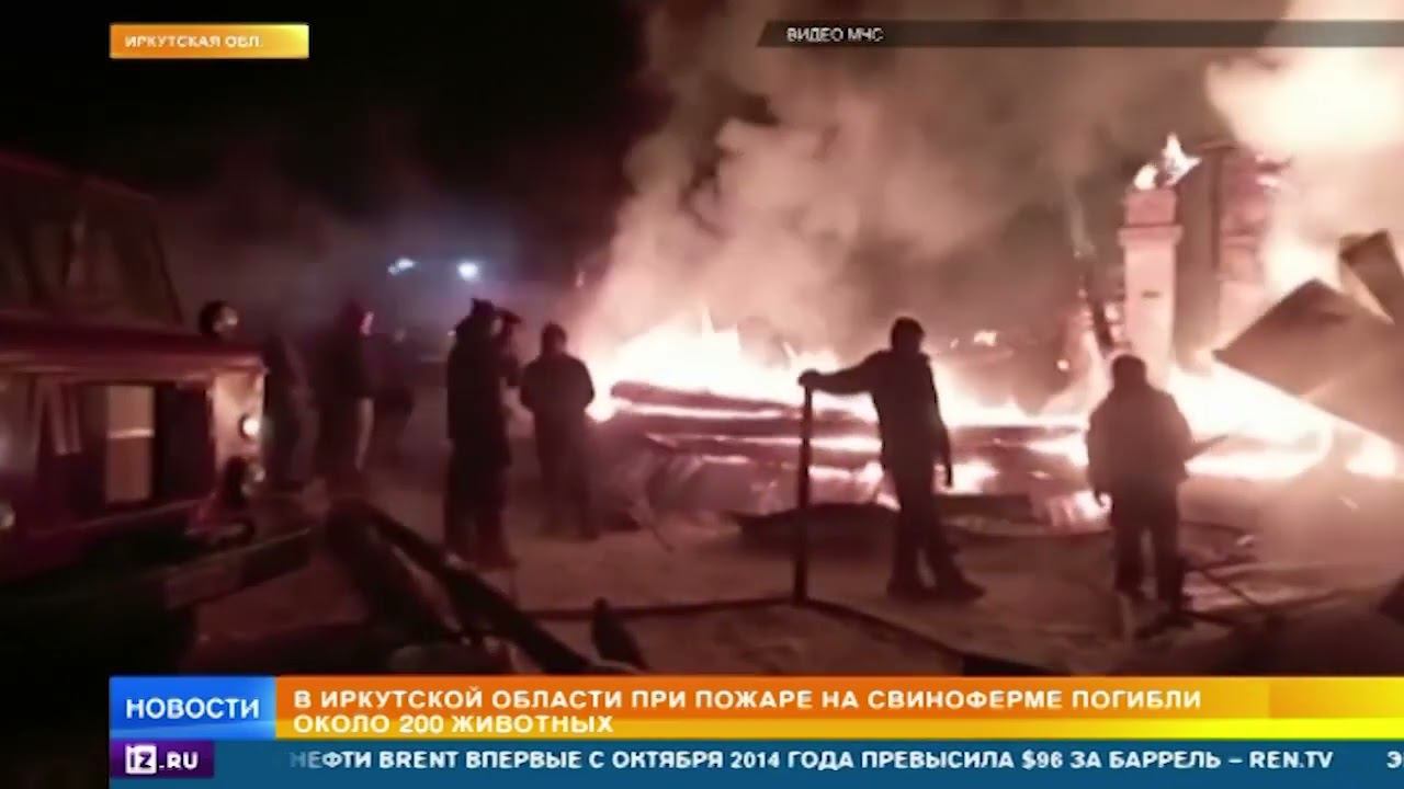Около 200 свиней погибли при пожаре на ферме под Иркутском