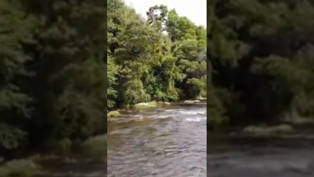 RIACHO AGUA CORRENTE NA FLORESTA SOM BOM PARA RELAXAMENTO MENTAL E DORMIR MUITO BEM TODOS OS DIAS