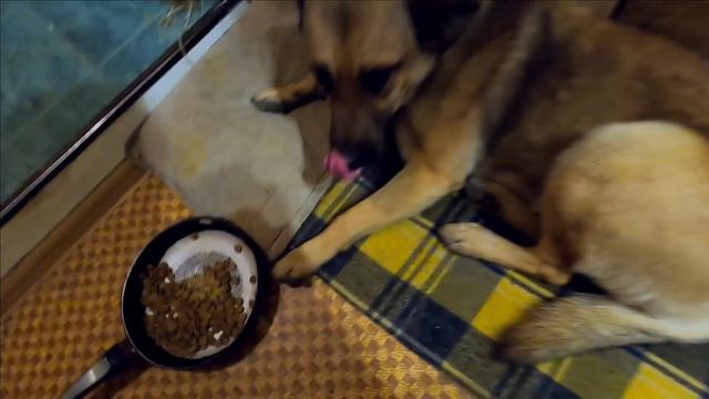 Разговариваем с Рыжиком / Жизнь в Ялте смотреть онлайн