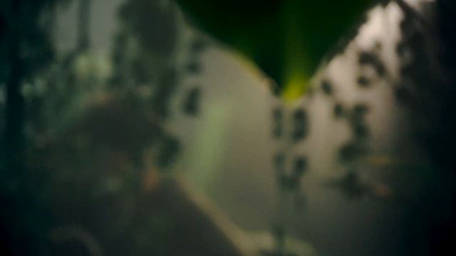 Earn Your Patina | Khaki Field Mechanical Bronze | Hamilton Watch смотреть онлайн