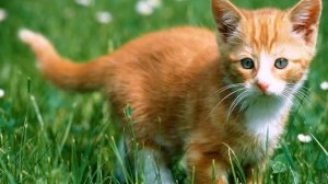 Пушок. По В. Гаранжину