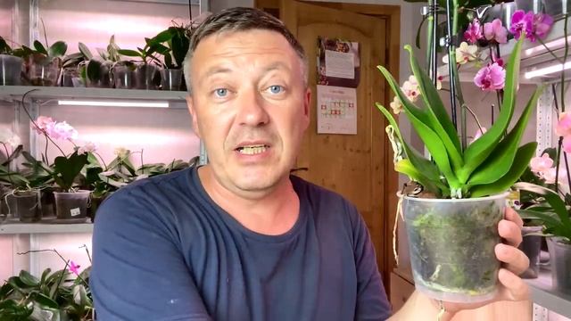 МЕШОК орхидей новых! 3 нежнейших орхидеи распаковка и обзор
