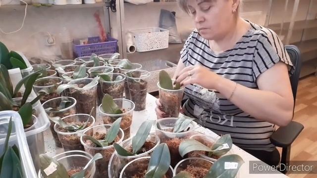 Первые Полив Орхидеи после Пересадке/Запускаем систему/Стимулируем рост Корней и в целом Орхидею смотреть онлайн