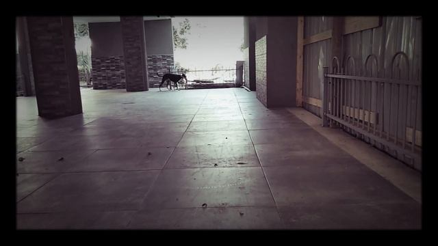 Как свистом раззадорить собаку | Уиппет - особенная борзая | Декс бегает по команде :-) смотреть онлайн