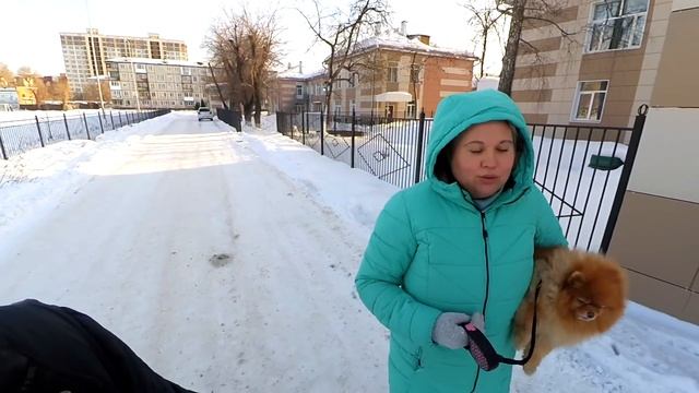 Почему купили шпица девочку? Какую собаку купить? На что обратить внимание при покупке щенка шпица