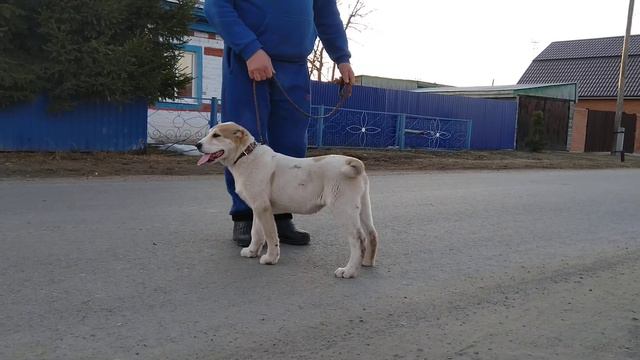 Девочка Среднеазиатской Овчарки. Продажа. Тюмень. 89821338027 смотреть онлайн