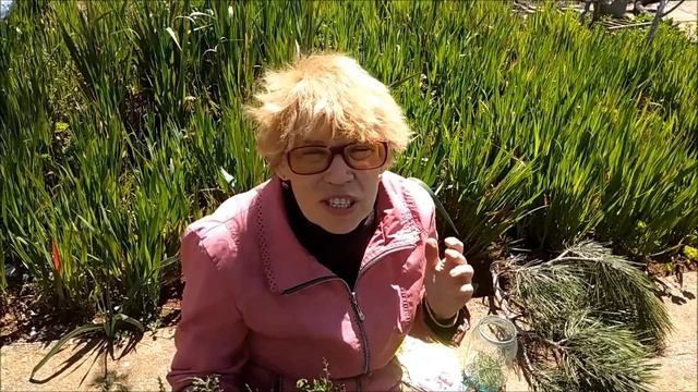 КАК ПРИГОТОВИТЬ АНАЛОГ НВ-101 / НВ-101 СВОИМИ РУКАМИ / ОРГАНИЧЕСКИЙ СТИМУЛЯТОР РОСТА НВ-101 смотреть онлайн