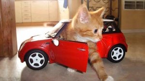 Я РЖАЛ ЦЕЛЫЙ ЧАС?ПОДБОРКА СМЕШНЫХ КОТОВ И СОБАК ДЛЯ ХОРОШЕГО НАСТРОЕНИЯ #7