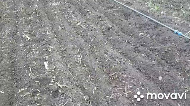 Высаживаю морковь, кинзу, руколу смотреть онлайн