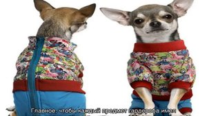 Одежда для чихуахуа для девочек и мальчиков