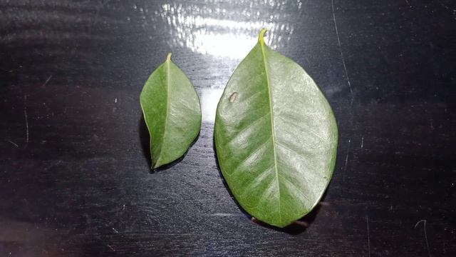 Псидиумы.Гуавы и Гуайявы. смотреть онлайн