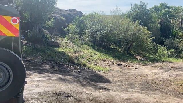 Львиный прайд во всей своей красе.Сафари в "Масаи Мара".Кения.Африка.Январь2022 смотреть онлайн