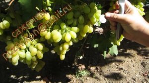 Самородок- столовая форма винограда очень раннего срока созревания (Пузенко Наталья Лариасовна)