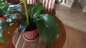 ЭУХАРИС  Амазонская лилия.