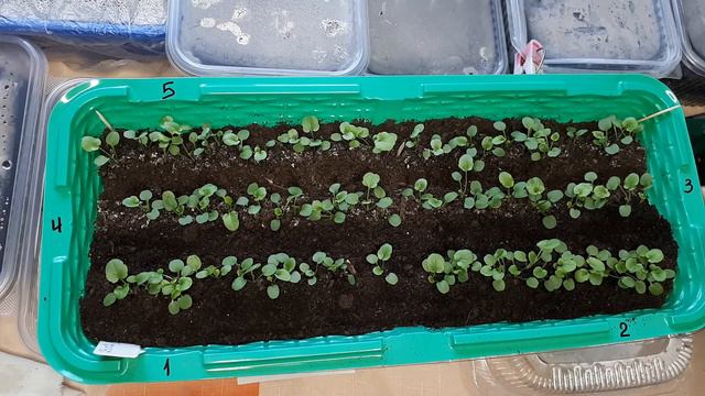 Виола из семян . Первая подкормка . Серия 3 смотреть онлайн