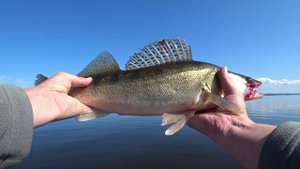 ВидеоОТЧЕТ рыбалки на СУДАКА! СУДАК 1,7 кило!  Река Волга.