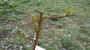 Однолетние персики весной - осенняя посадка