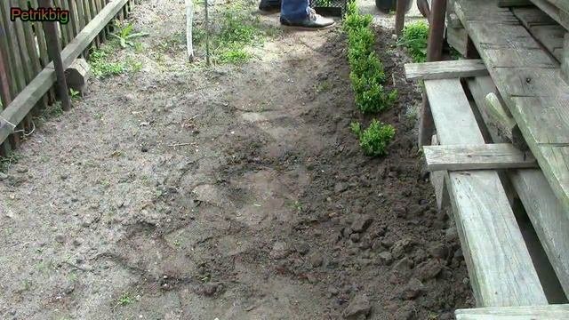 Как размножать САМШИТ / Размножение самшита черенками