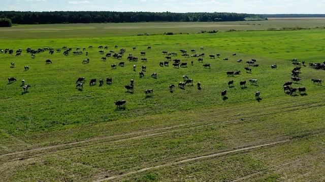 Берёзовский комбикормовый завод 2019 год. смотреть онлайн
