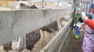 Страусы едят