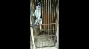 Собака из приюта