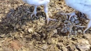 ДРОП-У для подстилки//Подстилка для птицы