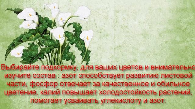Спатифиллум.  Почему не цветёт спатифиллум? Комнатные цветы..