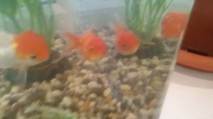 Оранда красная шапочка и Оранда красная (одна семья ?), (маленькая считает большую за маму)