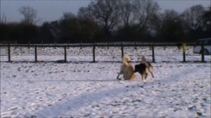 Some fun in the snow at Dog Communication